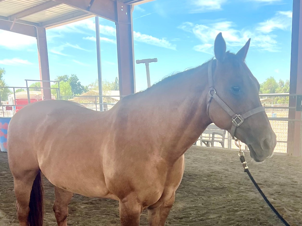 Jingles, one of NDR's therapy horses