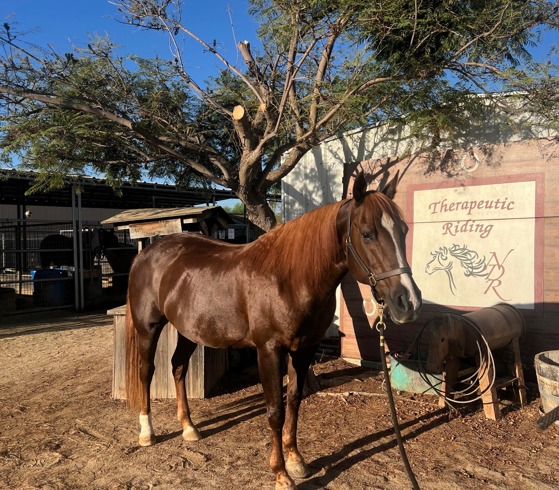 Brownie, one of NDR's therapy horses