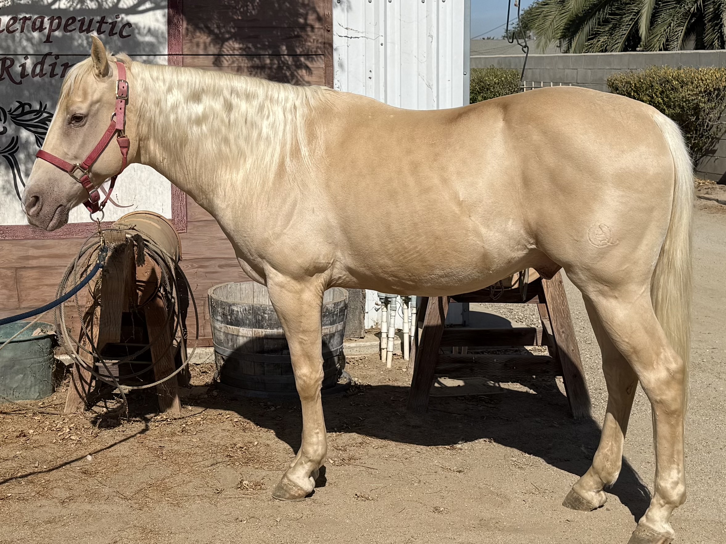 Brody, one of NDR's therapy horses