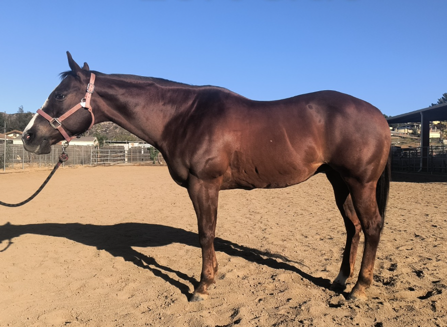 Flora, one of NDR's therapy horses