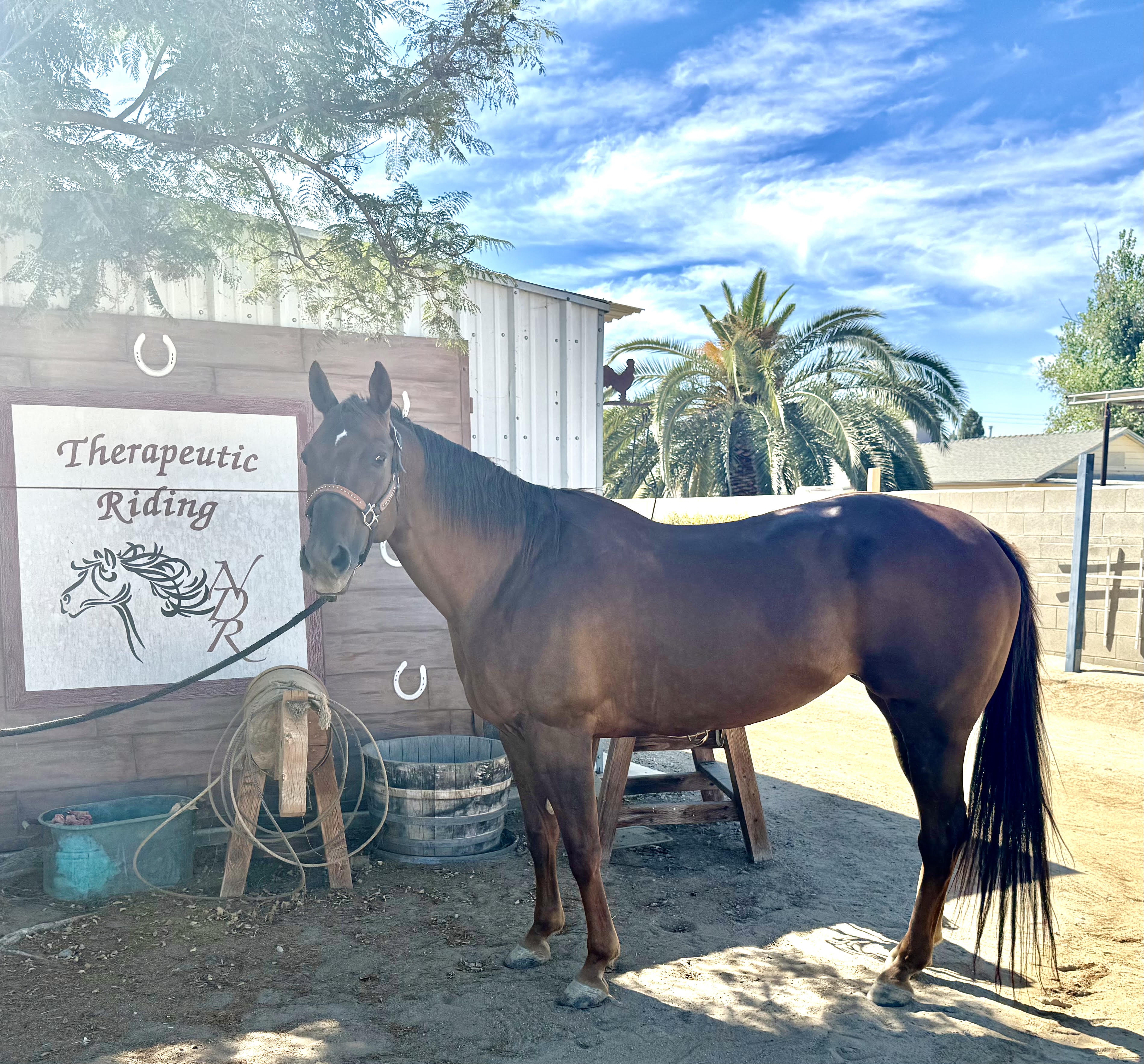 Ginger, one of NDR's therapy horses