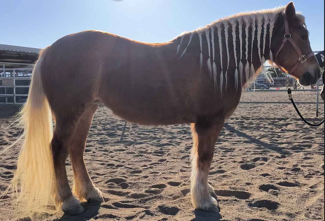 Holly, one of NDR's therapy horses