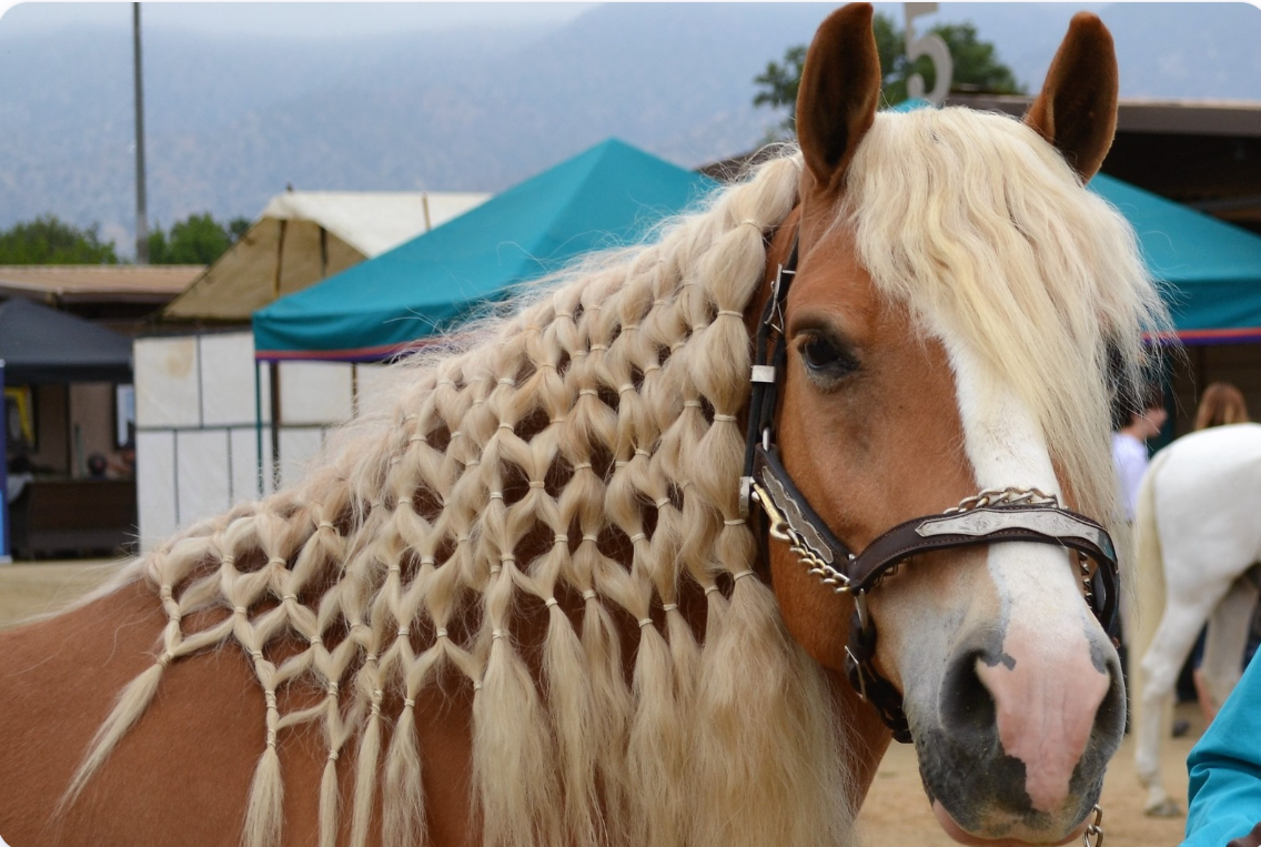 Norman, one of NDR's therapy horses